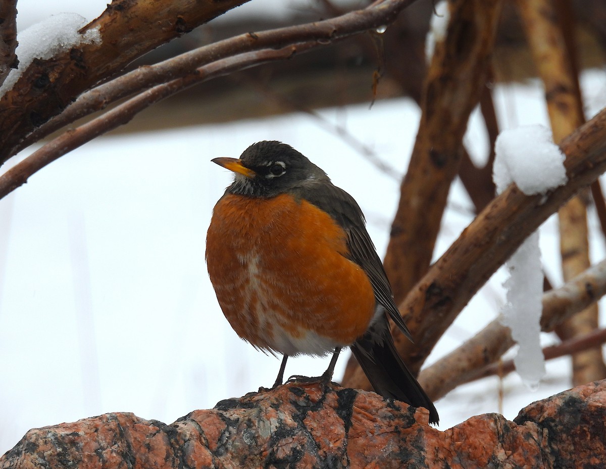 drozd stěhovavý - ML652320259