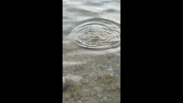 Foulque macroule - ML652320287