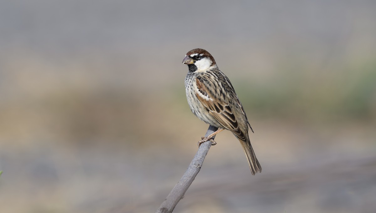 Weidensperling - ML652320293