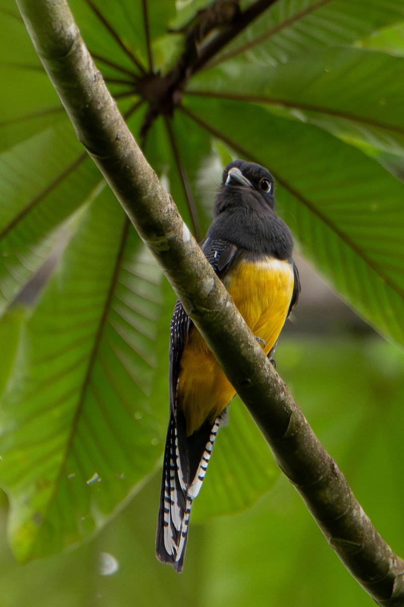 Gartered Violaceous Trogon - ML652320355