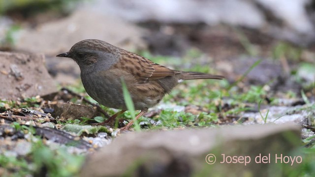 Dunnock - ML652320394