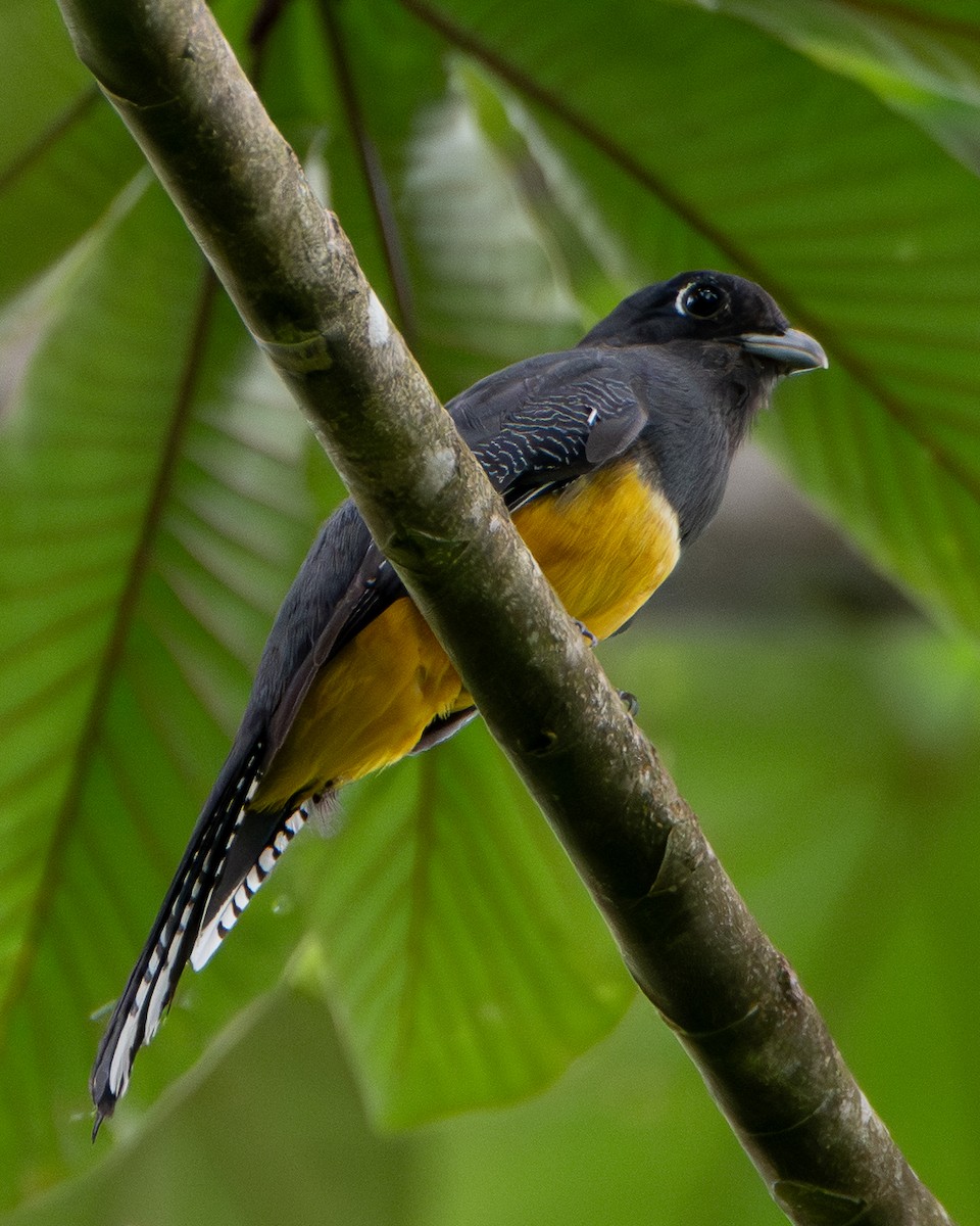 Gartered Violaceous Trogon - ML652320396