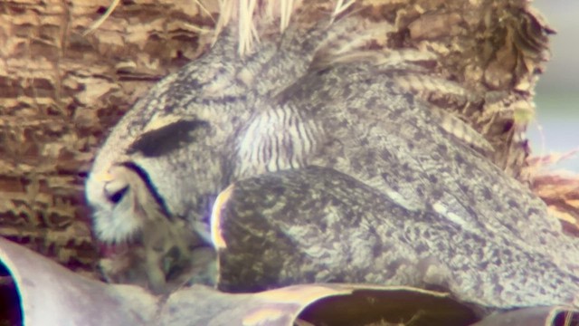 Grand-duc d'Amérique - ML652320401