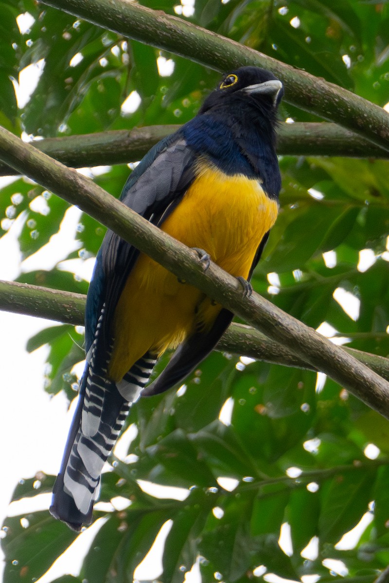 Gartered Violaceous Trogon - ML652320444