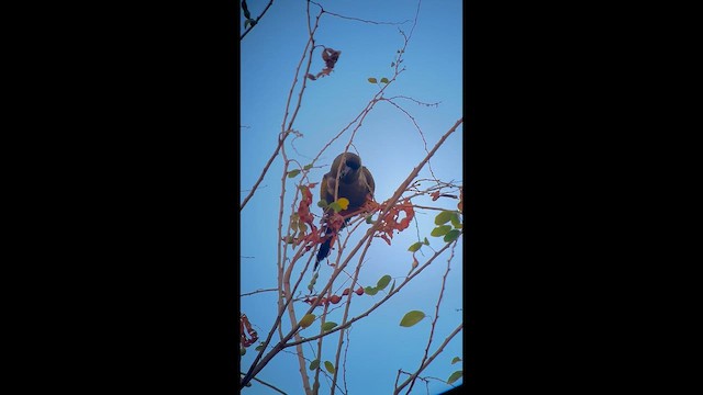 Conure de Patagonie - ML652320497