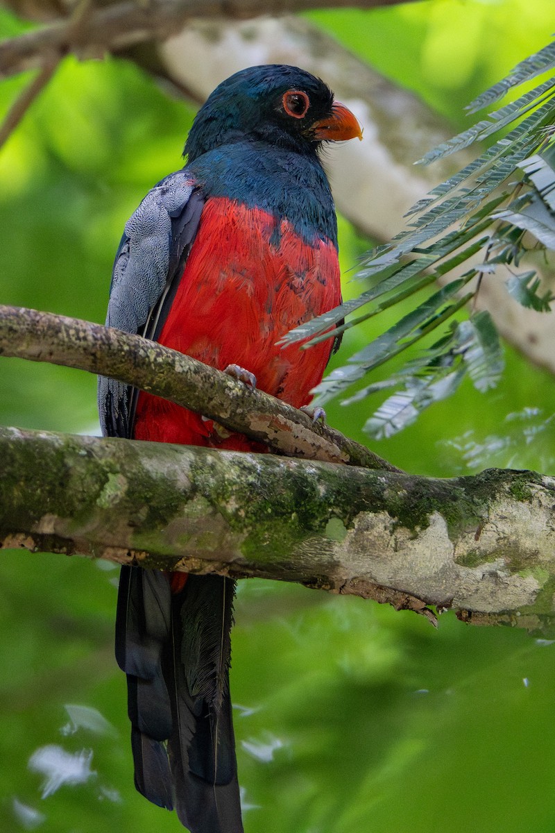 Slaty-tailed Trogon - ML652320513