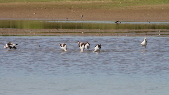 Avocette d'Amérique - ML652320555