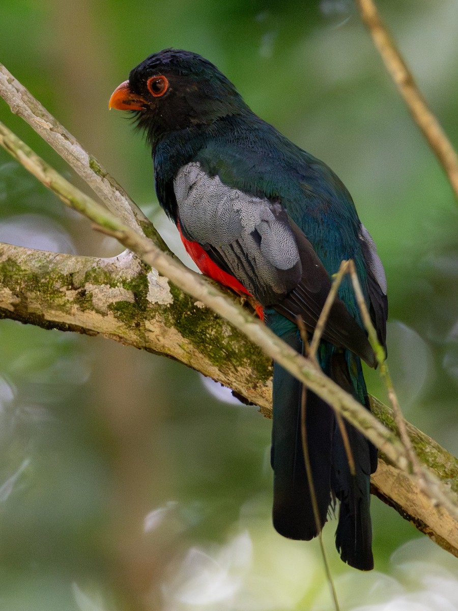 Slaty-tailed Trogon - ML652320566