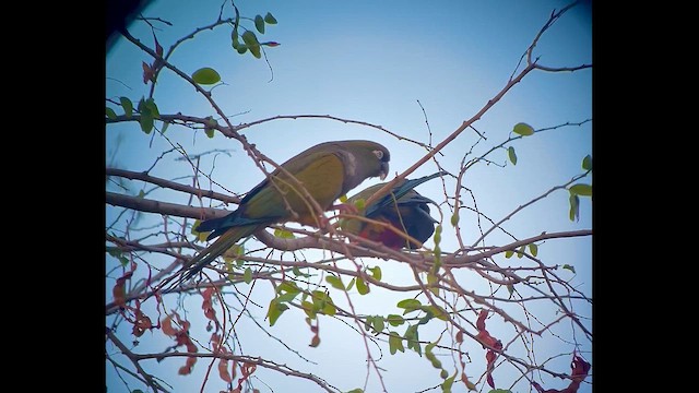Conure de Patagonie - ML652320663