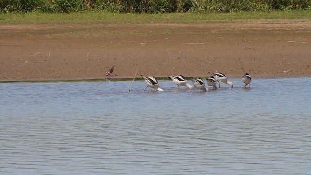 Avocette d'Amérique - ML652320868