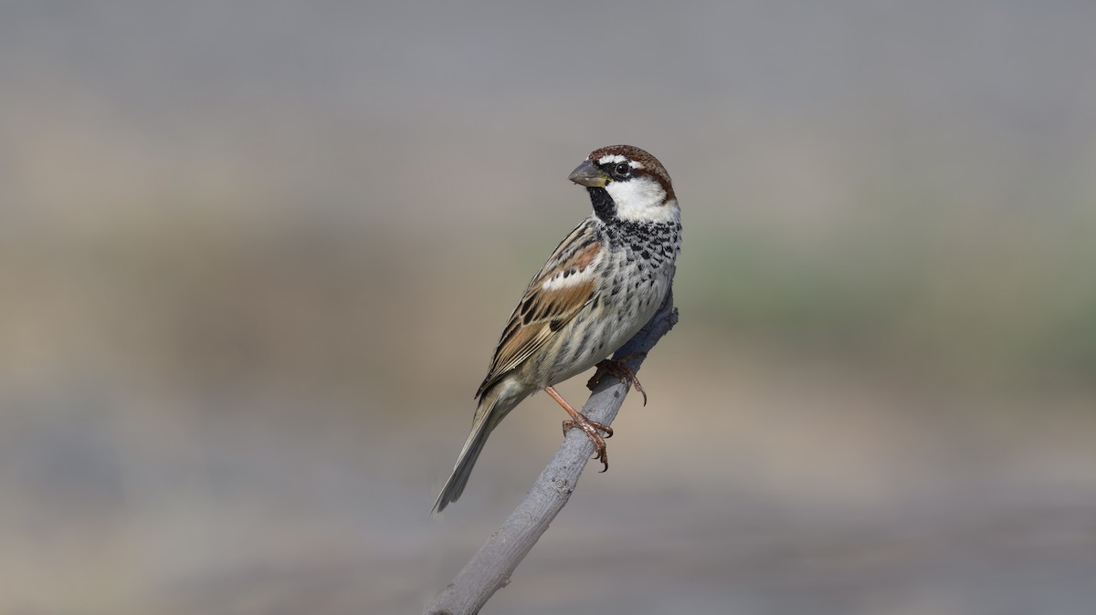 Weidensperling - ML652320927