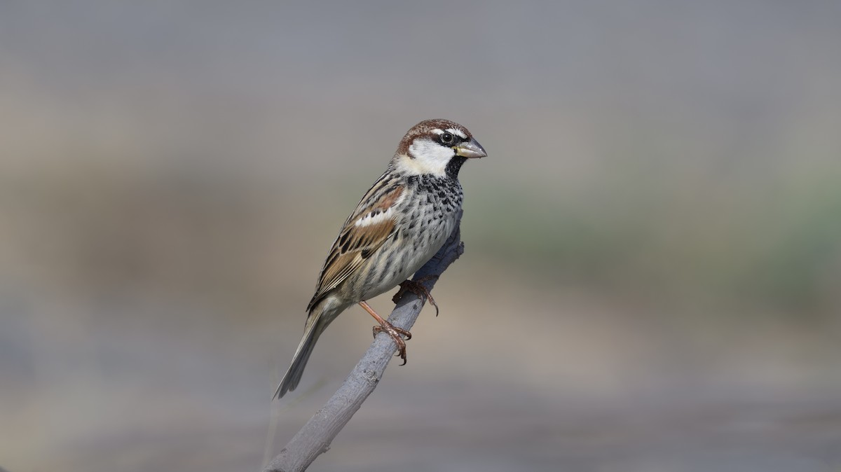 Weidensperling - ML652320954