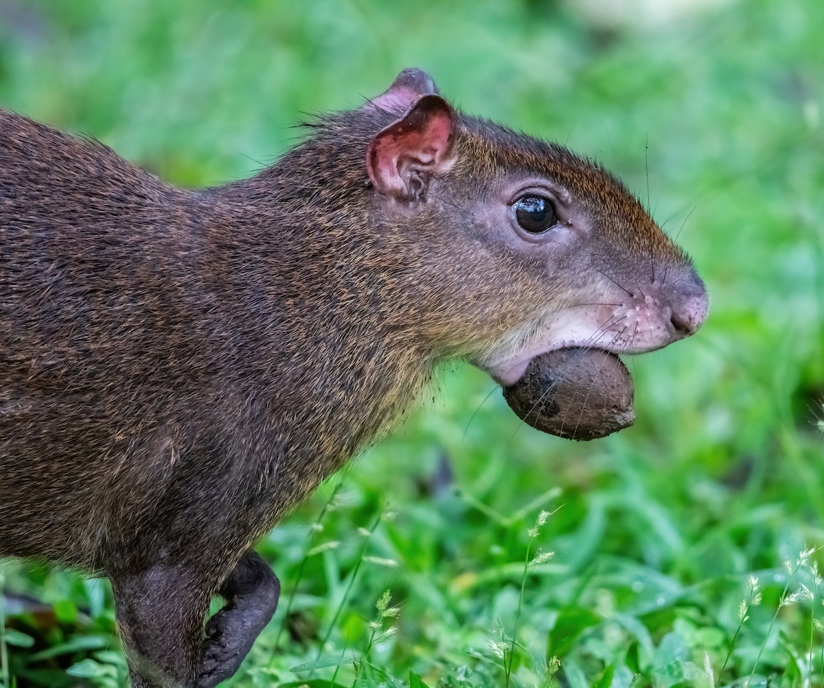 Agoutis - ML652321208