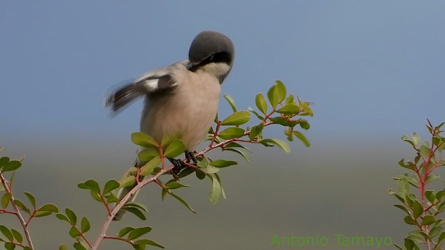 Pie-grièche méridionale - ML652321225