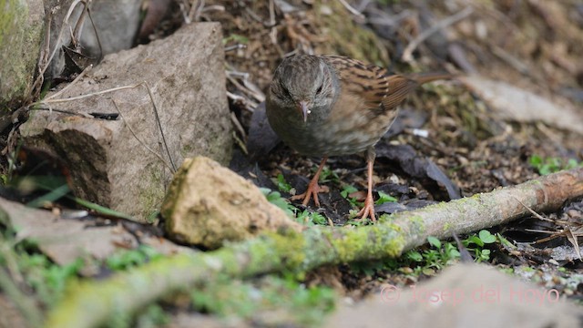 Dunnock - ML652321252