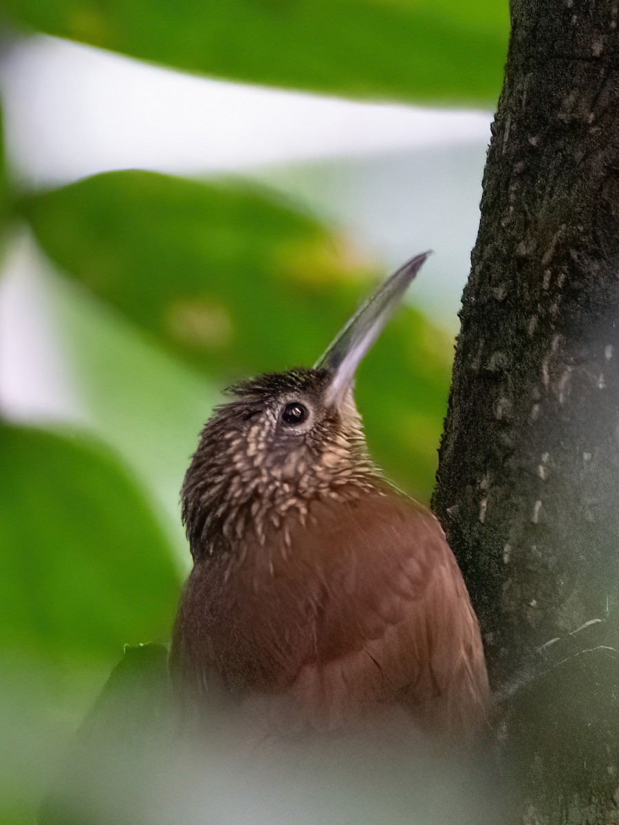 Cocoa Woodcreeper - ML652321300