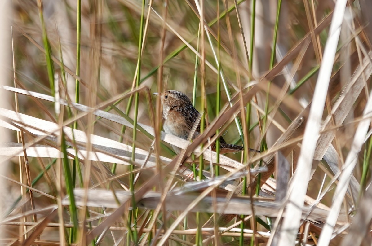 Cucarachero Culibarrado - ML652321383