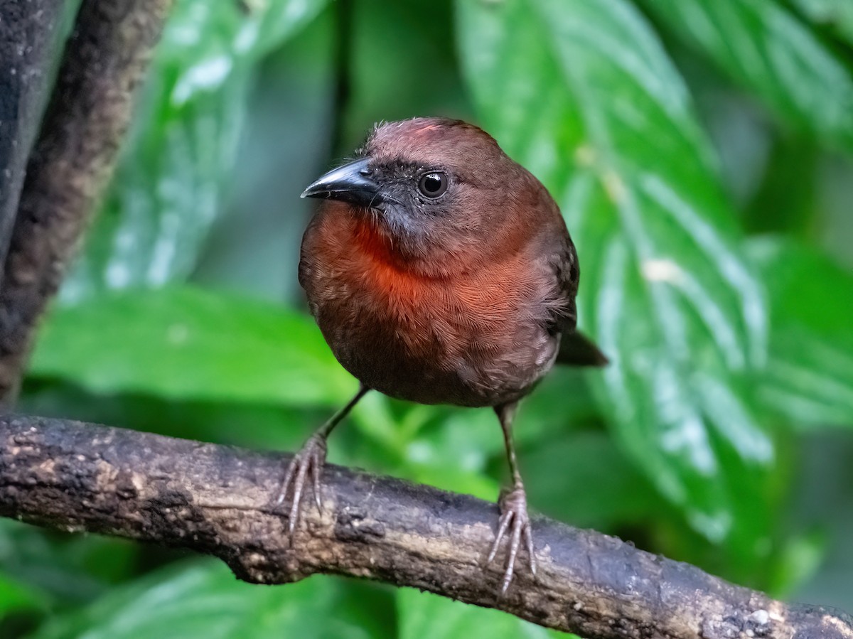 Red-throated Ant-Tanager - ML652321397