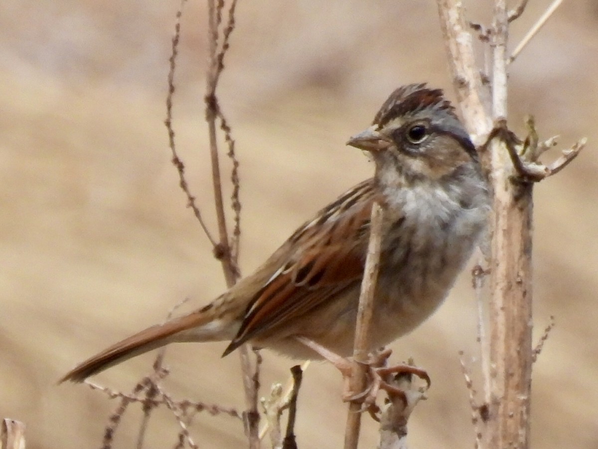 Bataklık Serçesi - ML652321462