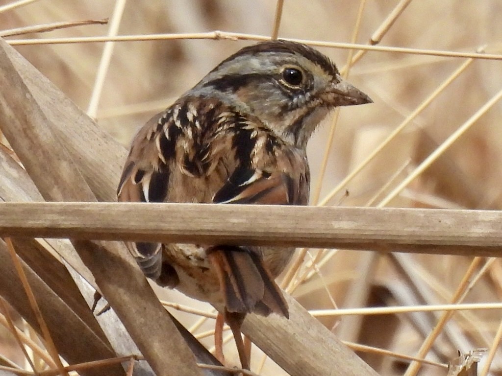 Bataklık Serçesi - ML652321463