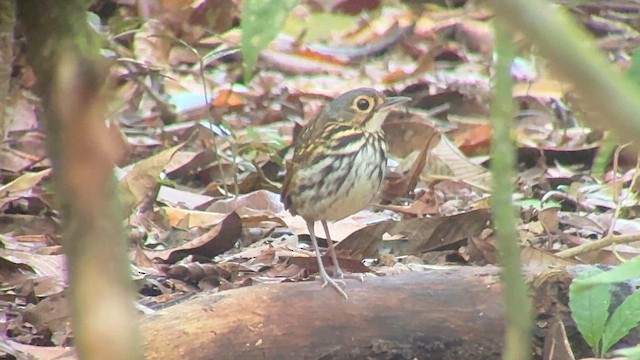 Grallaire à lunettes - ML652321527