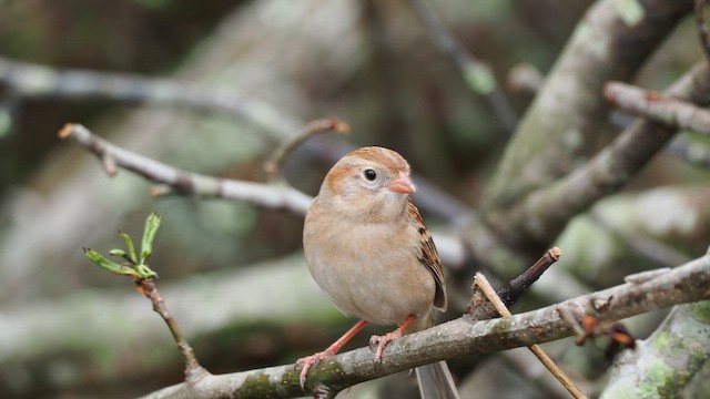 Карнатка польова - ML652321541