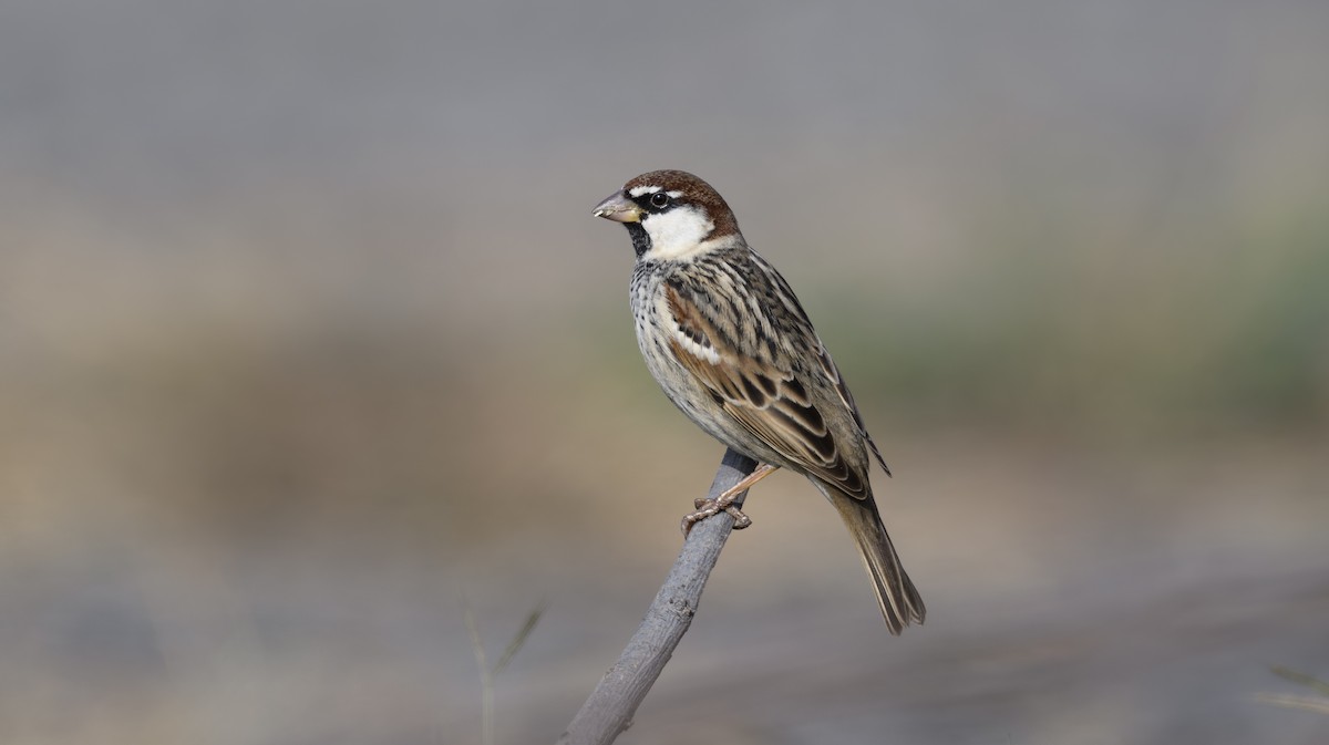 Weidensperling - ML652321682