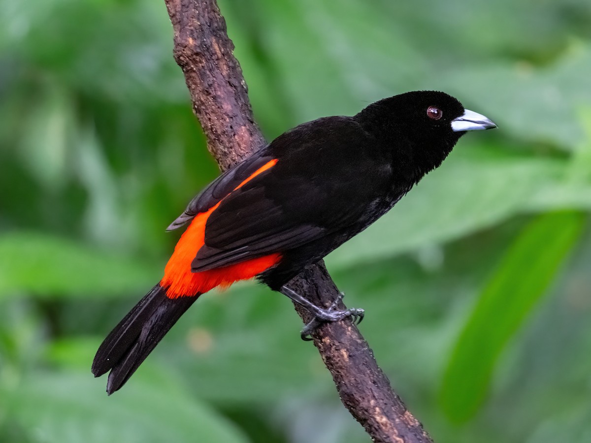Scarlet-rumped Tanager - ML652321841