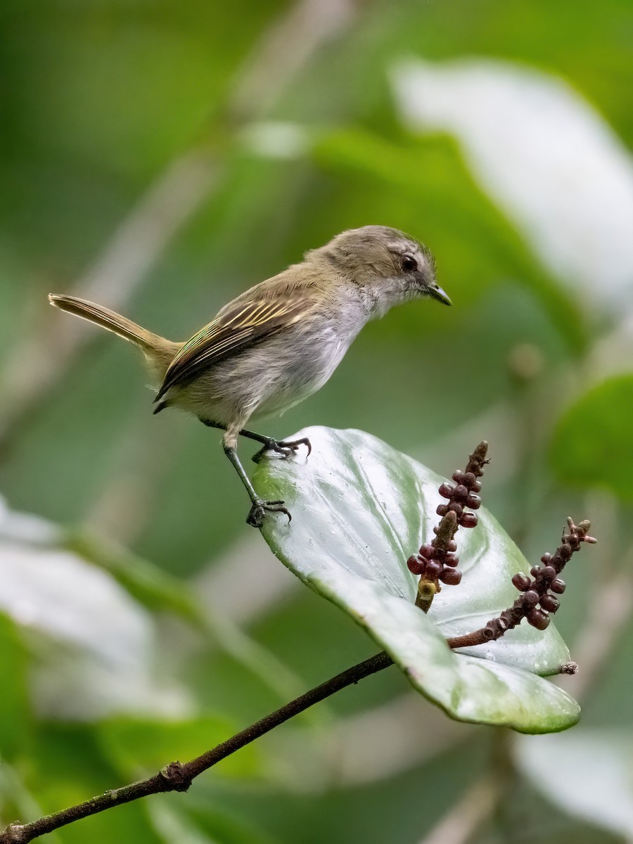 Mistletoe Tyrannulet - ML652321916