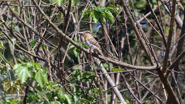 Tamatia tamajac - ML652321997