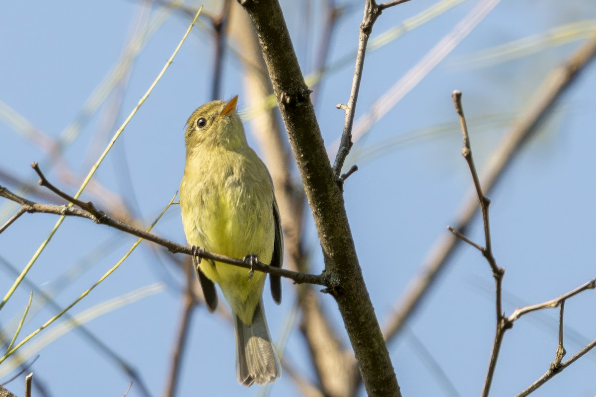 Yellow-bellied Flycatcher - ML652322196