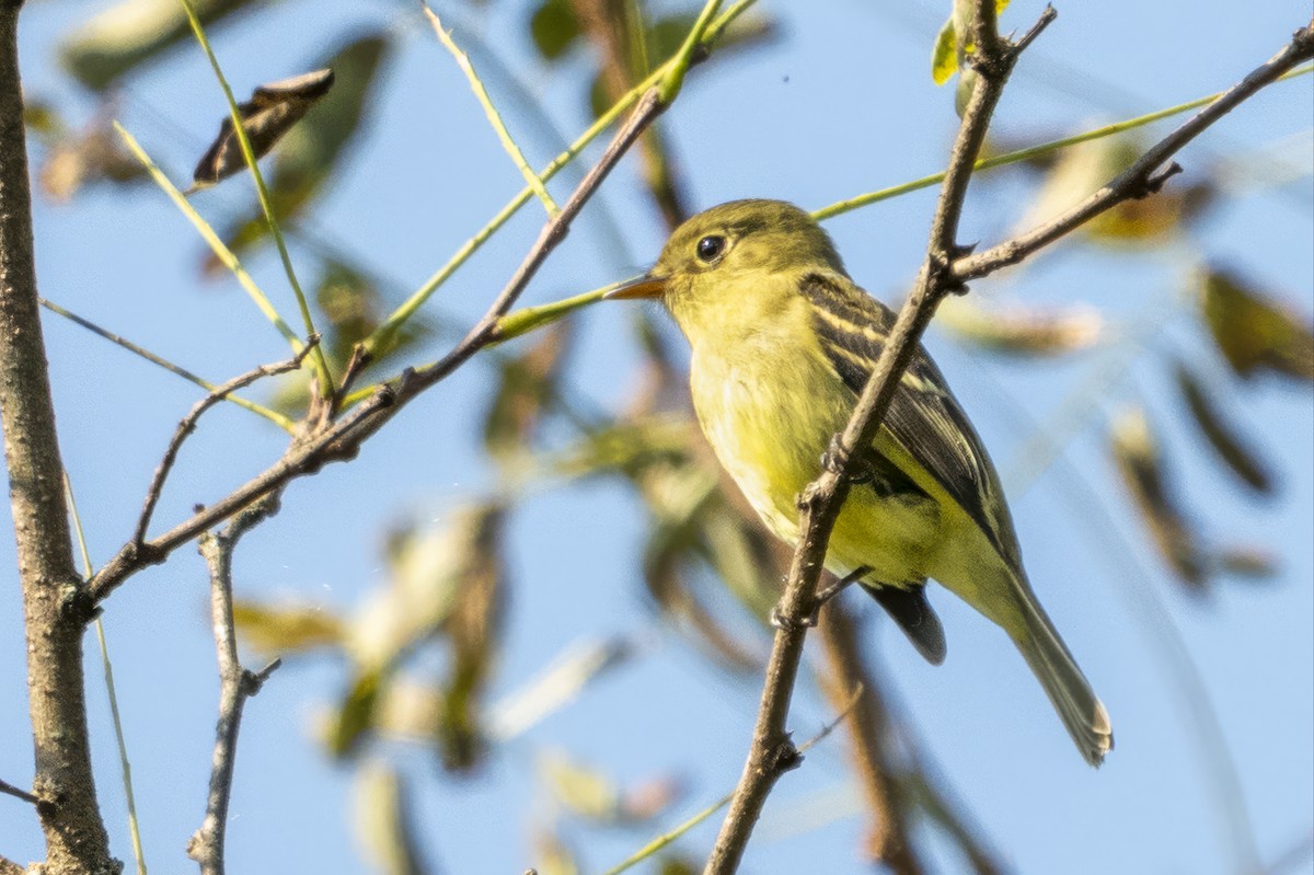 Yellow-bellied Flycatcher - ML652322197