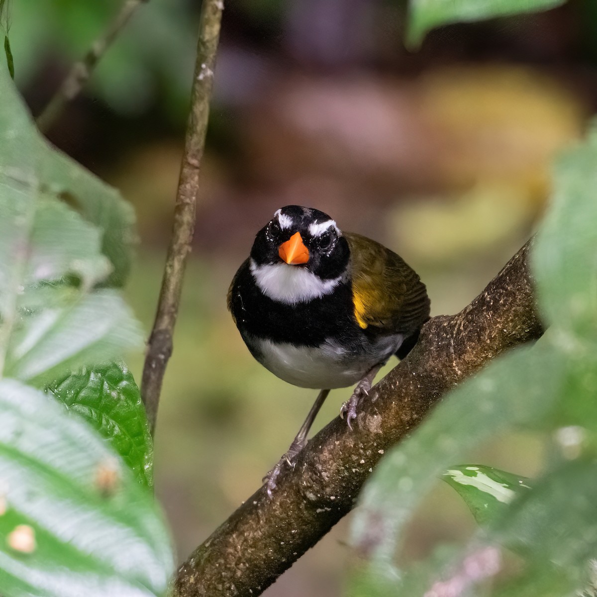 Orange-billed Sparrow - ML652322228