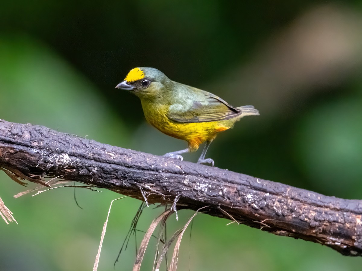 Olive-backed Euphonia - ML652322258