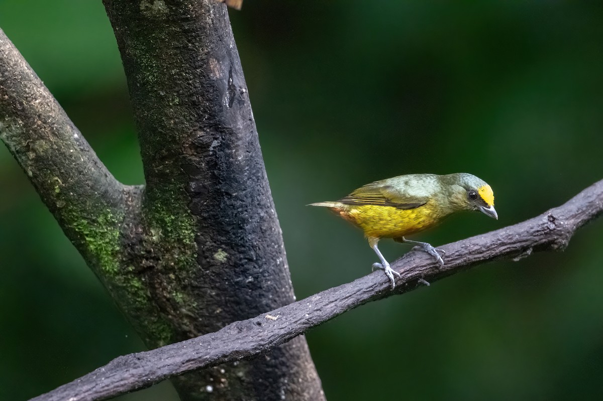 Olive-backed Euphonia - ML652322270