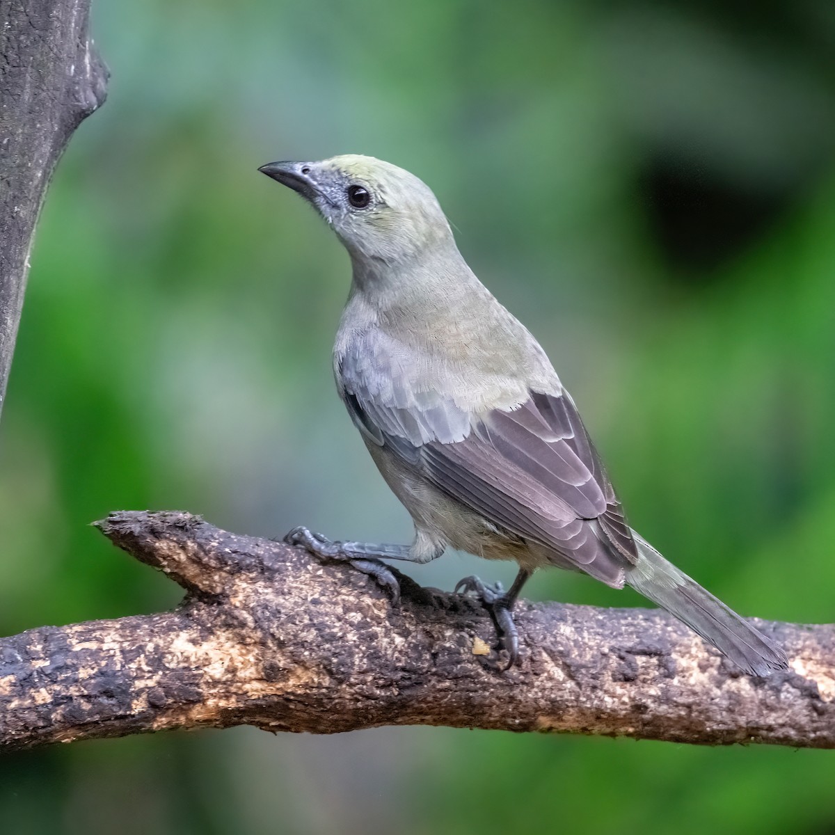 Palm Tanager - ML652322287