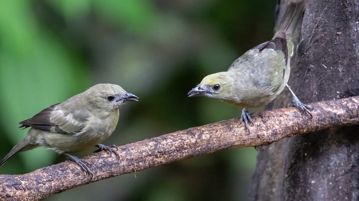 Palm Tanager - ML652322332