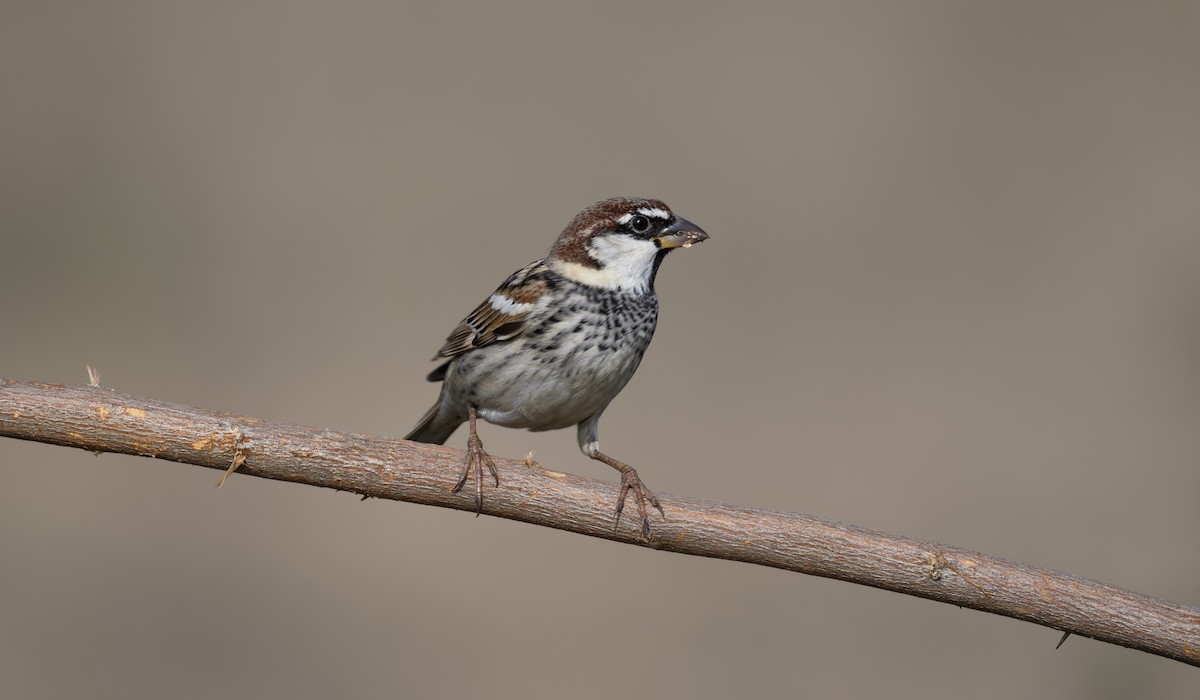 Weidensperling - ML652322429