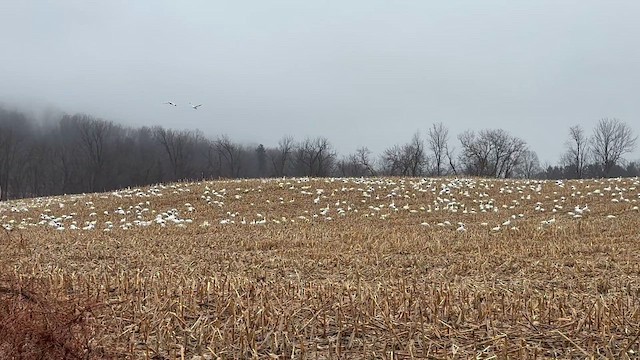 Oie des neiges - ML652322503