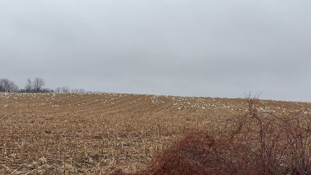 Oie des neiges - ML652322505