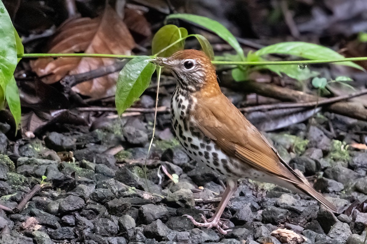 Wood Thrush - ML652322545