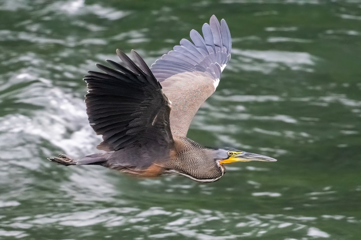 Bare-throated Tiger-Heron - ML652322625