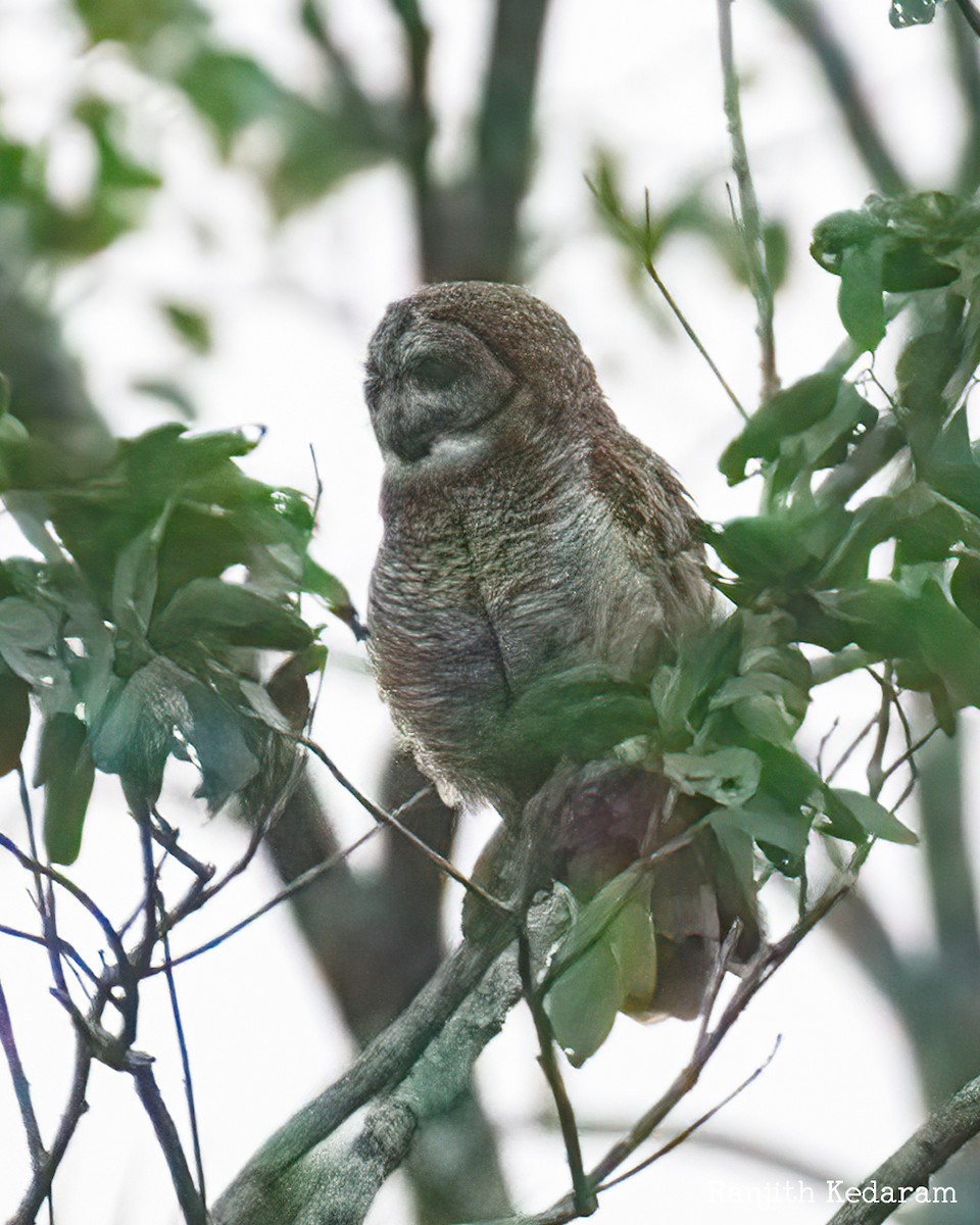 Mangokauz - ML652322697