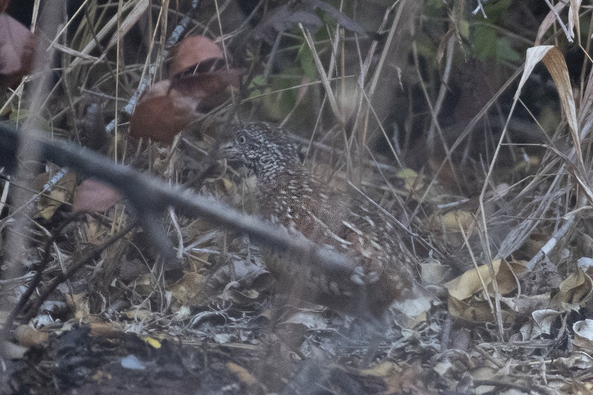 Bindenlaufhühnchen - ML652322945