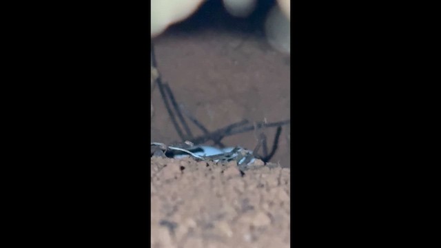 Sclérure à gorge grise - ML652322999