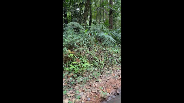 Sclérure à gorge grise - ML652323002