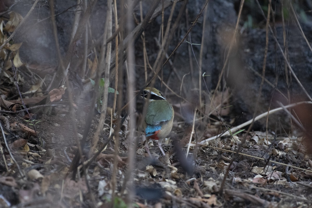 Bengalenpitta - ML652323092