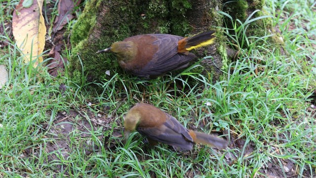 Cassique roussâtre (groupe angustifrons) - ML652323374