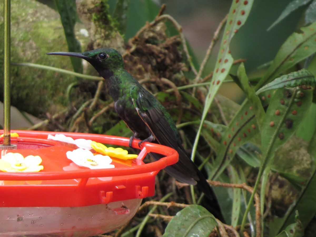 Brillant à gorge noire - ML652323601