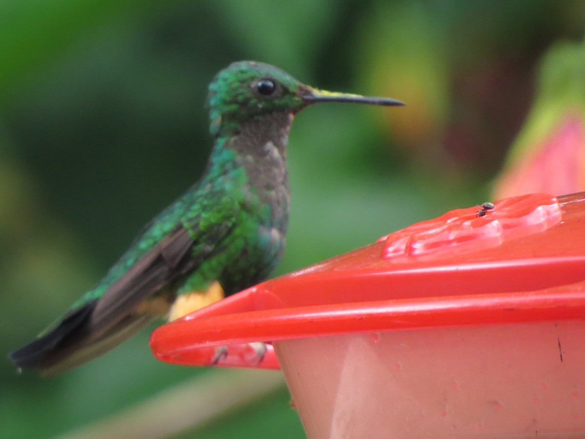 Haut-de-chausses du Pérou - ML652323607